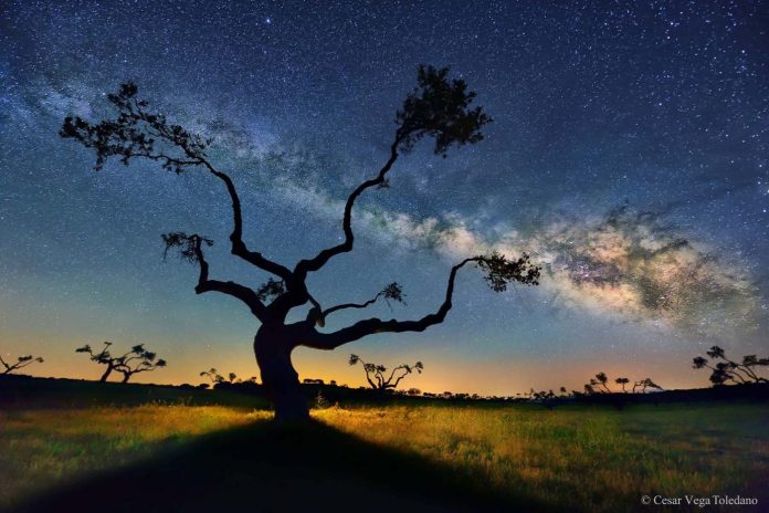 MWTree_Toledano_6016-WEB ΓΑΙΑ ΔΗΜΗΤΡΑ ΑΡΤΕΜΙΣ ΓΑΛΑΞΙΑΣ