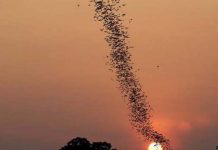 ΜΗΝΥΜΑ ΠΡΟΣ ΟΛΟΥΣ ΤΟΥΣ ΧΑΦΙΕΔΕΣ ΚΑΙ ΡΟΥΦΙΑΝΟΥΣ ΤΟΥ ΚΑΘΕΣΤΩΤΟΣ