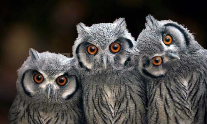 κουκουβαγια