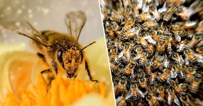 bees_brazil_ 500 εκατομμύρια μέλισσες πέθαναν τους τελευταίους 3 μήνες στην Βραζιλία