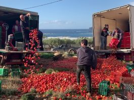 ΑΠΟΓΝΩΣΗ | παραγωγοί πετούν στα πρόβατα 50 τόνους ντομάτα/μέρα – ασφυκτικές οι πιέσεις της αγοράς (video+photos)