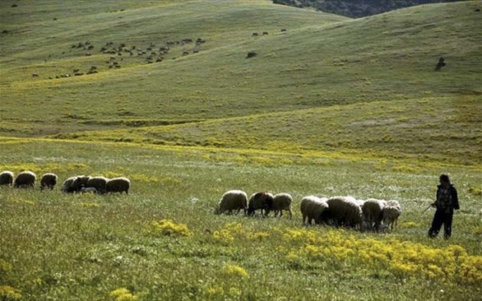 Η ΚΤΗΝΟΤΡΟΦΙΑ ΣΗΜΕΡΑ Η ΚΤΗΝΟΤΡΟΦΙΑ ΣΗΜΕΡΑ