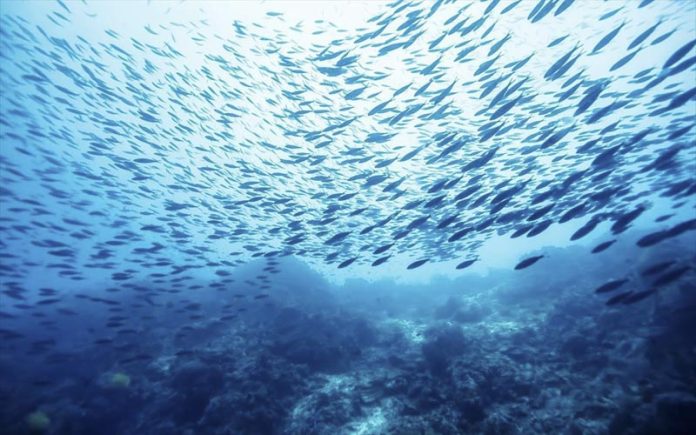 ΟΙ ΘΑΛΑΣΣΕΣ ΜΑΣ ΣΤΕΡΕΥΟΥΝ ΑΠΟ ΨΑΡΙΑ ΟΙ ΘΑΛΑΣΣΕΣ ΜΑΣ ΣΤΕΡΕΥΟΥΝ ΑΠΟ ΨΑΡΙΑ