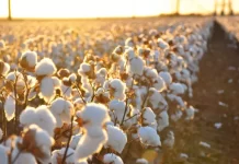 ΑΠΩΛΕΣΑΜΕ ΚΑΙ ΤΟ ΒΑΜΒΑΚΙ ΑΠΩΛΕΣΑΜΕ ΚΑΙ ΤΟ ΒΑΜΒΑΚΙ