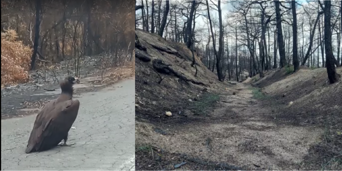 ΘΑ ΞΕΦΥΓΕΙ Η ΕΛΛΑΔΑ ΑΠΟ ΤΟ ΕΥΡΩΠΑΪΚΟ ΔΙΚΑΣΤΗΡΙΟ ΜΕΤΑ ΑΠΟ ΤΗΝ ΚΑΤΑΣΤΡΟΦΗ ΤΩΝ ΣΠΑΝΙΩΝ ΟΙΚΟΤΟΠΩΝ ΤΟΥ ΕΒΡΟΥ ; ΘΑ ΞΕΦΥΓΕΙ Η ΕΛΛΑΔΑ ΑΠΟ ΤΟ ΕΥΡΩΠΑΪΚΟ ΔΙΚΑΣΤΗΡΙΟ ΜΕΤΑ ΑΠΟ ΤΗΝ ΚΑΤΑΣΤΡΟΦΗ ΤΩΝ ΣΠΑΝΙΩΝ ΟΙΚΟΤΟΠΩΝ ΤΟΥ ΕΒΡΟΥ ;