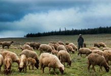 Οι κτηνοτρόφοι αναγκάζονται να εγκαταλείψουν την εκτροφή και να πουλήσουν τα κοπάδια τους Σε δύσκολη κατάσταση οι κτηνοτρόφοι:Πουλάνε τα κοπάδια τους