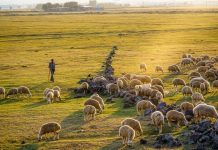 Απεικόνιση της Κτηνοτροφίας:Χωρίς Ρεπό και Διακοπές Χωρίς Ρεπό και Διακοπές: Η Αληθινή Εικόνα της Κτηνοτροφίας