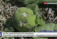 Χαλκιδική:Ισχυρή χαλαζόπτωση-Μεγάλες καταστροφές για τους Αγρότες Χαλκιδική:Ισχυρή χαλαζόπτωση-Μεγάλες καταστροφές για τους Αγρότες