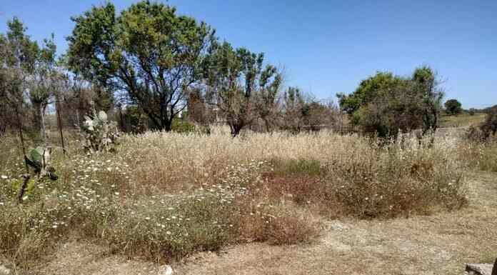 Ακαθάριστα οικόπεδα:«Κινδυνεύει ο κόσμος να μπει φυλακή – Κάποιες ποινές είναι εξοντωτικές»Δηλώνει ο Πρόεδρος ΠΟΜΙΔΑ Ακαθάριστα οικόπεδα:«Κινδυνεύει ο κόσμος να μπει φυλακή – Κάποιες ποινές είναι εξοντωτικές»