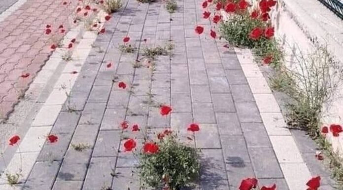 Μη σταματάς να φυτεύεις καλά πράγματα…..