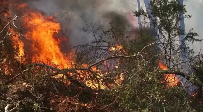 Πυροσβεστική: 45 οι πυρκαγιές που ξέσπασαν το τελευταίο 24ωρο στη χώρα Πυροσβεστική: 45 οι πυρκαγιές που ξέσπασαν το τελευταίο 24ωρο στη χώρα