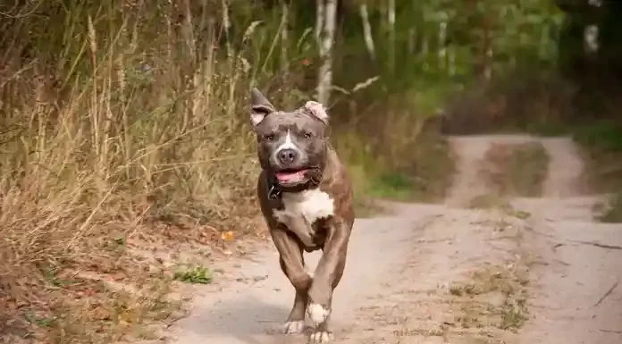 Θεσσαλονίκη: Κακουργηματική δίωξη σε 40χρονο για το θάνατο ενός πιτ μπουλ στην Επανομή. Για το έγκλημά στα Τέμπη πέρα βρέχει Θεσσαλονίκη: Κακουργηματική δίωξη σε 40χρονο για το θάνατο ενός πιτ μπουλ στην Επανομή. Για το έγκλημά στα Τέμπη πέρα βρέχει