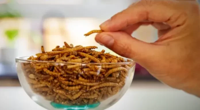 Αποτυγχάνει η ατζέντα του WEF-Η πρώτη μεγάλη σουηδική εταιρεία παραγωγής εντόμων για ανθρώπινη κατανάλωση χρεοκοπεί λόγω χαμηλής ζήτησης! Αποτυγχάνει η ατζέντα του WEF-Η πρώτη μεγάλη σουηδική εταιρεία παραγωγής εντόμων για ανθρώπινη κατανάλωση χρεοκοπεί λόγω χαμηλής ζήτησης!