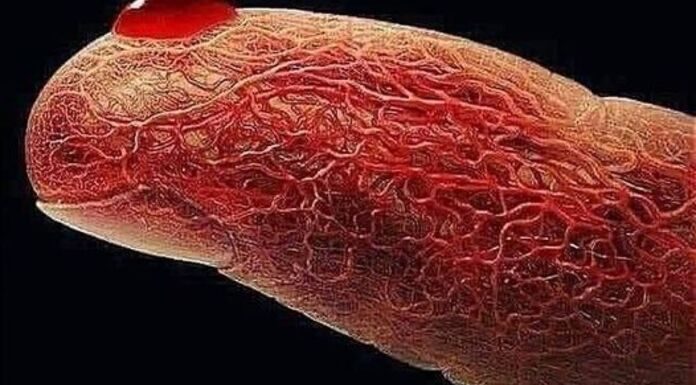 Η ΗΛΙΚΙΑ ΔΕΝ ΠΕΡΙΕΧΕΤΑΙ ΣΤΟ DNA ΜΑΣ…… Η ΗΛΙΚΙΑ ΔΕΝ ΠΕΡΙΕΧΕΤΑΙ ΣΤΟ DNA ΜΑΣ.....