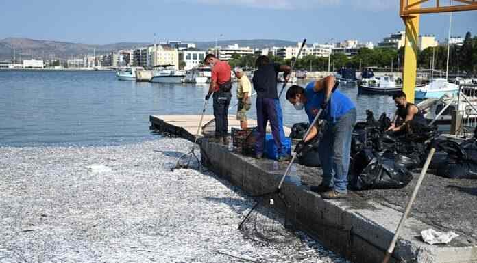 Εικόνες φρίκης στο Βόλο-Χιλιάδες νεκρά ψάρια-Παρέμβαση Άρειου πάγου Εικόνες φρίκης στο Βόλο-Χιλιάδες νεκρά ψάρια-Παρέμβαση Άρειου πάγου