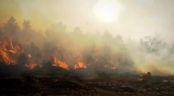 Φωτιά στις Σέρρες / Επί 20 μέρες καίγεται το παρθένο δάσος στον Όρβηλο – Τρομακτική καταστροφή Φωτιά στις Σέρρες / Επί 20 μέρες καίγεται το παρθένο δάσος στον Όρβηλο - Τρομακτική καταστροφή