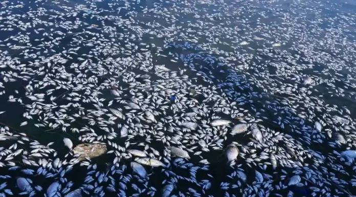 «Μπλε» ψόφια ψάρια στον Παγασητικό – Γέμισαν με ραδιενέργεια – Πείτε στον κόσμο την αλήθεια «Μπλε» ψόφια ψάρια στον Παγασητικό – Γέμισαν με ραδιενέργεια – Πείτε στον κόσμο την αλήθεια – Όλα ξεκίνησαν από το Στεφανοβίκειο και την πλημμύρα που κατέστρεψε τα ελικόπτερα