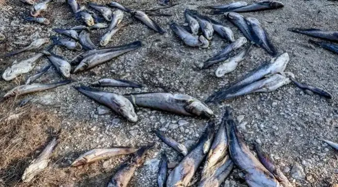 Βόλος: Τα διεθνή ΜΜΕ σχολιάζουν την υπόθεση με τα νεκρά ψάρια και αναλύουν τις συνέπειες του προβλήματος Βόλος: Τα διεθνή ΜΜΕ σχολιάζουν την υπόθεση με τα νεκρά ψάρια και αναλύουν τις συνέπειες του προβλήματος