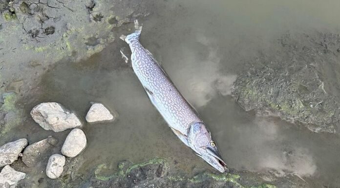 Πτολεμαΐδα: Ξεβράζει νεκρά ψάρια η τεχνητή λίμνη του Περδίκκα Πτολεμαΐδα: Ξεβράζει νεκρά ψάρια η τεχνητή λίμνη του Περδίκκα