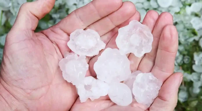 Καταστράφηκαν ολοσχερώς καλλιέργειες από τις χαλαζοπτώσεις Καταστράφηκαν ολοσχερώς καλλιέργειες από τις χαλαζοπτώσεις