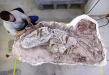 Βραζιλία: Ανακαλύφθηκε απολίθωμα αρχαίου ερπετού που χρονολογείται πριν από περίπου 237 εκατ. χρόνια (φώτο) Βραζιλία: Ανακαλύφθηκε απολίθωμα αρχαίου ερπετού που χρονολογείται πριν από περίπου 237 εκατ. χρόνια (φώτο)