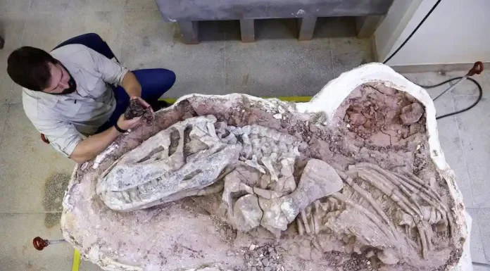 Βραζιλία: Ανακαλύφθηκε απολίθωμα αρχαίου ερπετού που χρονολογείται πριν από περίπου 237 εκατ. χρόνια (φώτο) Βραζιλία: Ανακαλύφθηκε απολίθωμα αρχαίου ερπετού που χρονολογείται πριν από περίπου 237 εκατ. χρόνια (φώτο)