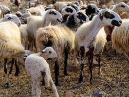 Μαγνησία: Η Εισαγγελέας διέταξε νέα κατεπείγουσα προκαταρκτική εξέταση για τα κρούσματα ευλογιάς