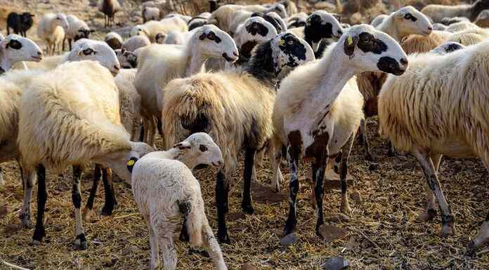 Μαγνησία: Η Εισαγγελέας διέταξε νέα κατεπείγουσα προκαταρκτική εξέταση για τα κρούσματα ευλογιάς Μαγνησία: Η Εισαγγελέας διέταξε νέα κατεπείγουσα προκαταρκτική εξέταση για τα κρούσματα ευλογιάς