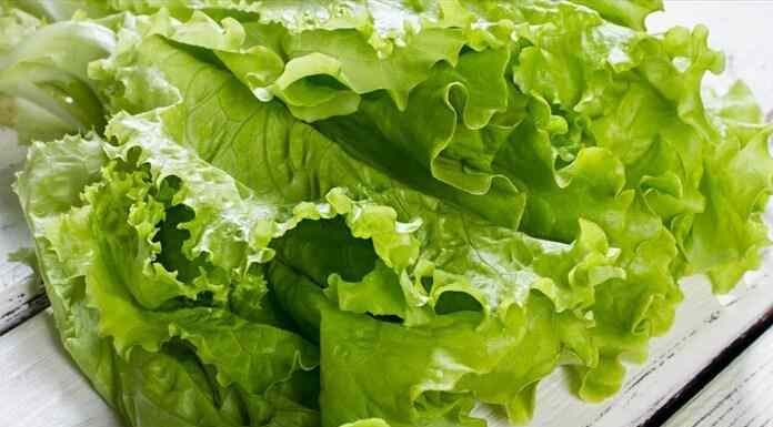 Δείτε γιατί πρέπει να εντάξετε το μαρούλι στη διατροφή σας Δείτε γιατί πρέπει να εντάξετε το μαρούλι στη διατροφή σας