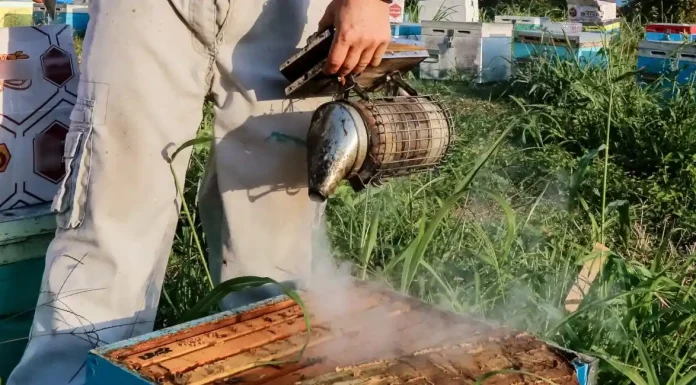 Έβαλαν το δάχτυλο και στο μέλι: Καταγγελίες για σκάνδαλο Νο2 του ΟΠΕΚΕΠΕ με μελισσοκόμους Έβαλαν το δάχτυλο και στο μέλι: Καταγγελίες για σκάνδαλο Νο2 του ΟΠΕΚΕΠΕ με μελισσοκόμους