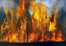 Το μεγάλο παραμύθι με τις πυρκαγιές και τις ανεμογεννήτριες Το μεγάλο παραμύθι με τις πυρκαγιές και τις ανεμογεννήτριες