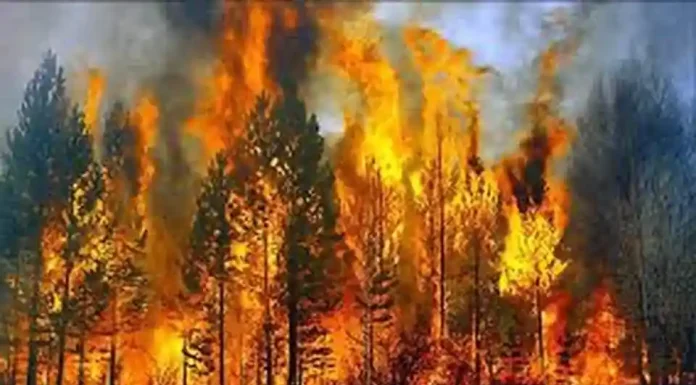 Το μεγάλο παραμύθι με τις πυρκαγιές και τις ανεμογεννήτριες Το μεγάλο παραμύθι με τις πυρκαγιές και τις ανεμογεννήτριες