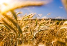 Χώρα που θέλει να δραστηριοποιηθεί βιομηχανικά πρέπει να έχει αυτάρκεια