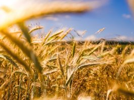 Χώρα που θέλει να δραστηριοποιηθεί βιομηχανικά πρέπει να έχει αυτάρκεια