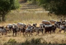 Οι κατσίκες ως “πράσινοι πυροσβέστες”: Η στρατηγική βοσκή που μπορεί να σώσει ζωές και δάση Οι κατσίκες ως “πράσινοι πυροσβέστες”: Η στρατηγική βοσκή που μπορεί να σώσει ζωές και δάση