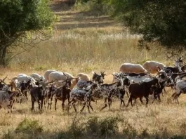 Οι κατσίκες ως “πράσινοι πυροσβέστες”: Η στρατηγική βοσκή που μπορεί να σώσει ζωές και δάση
