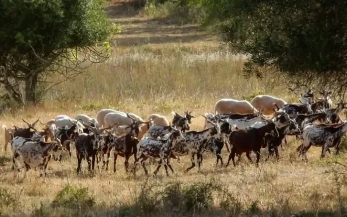Οι κατσίκες ως “πράσινοι πυροσβέστες”: Η στρατηγική βοσκή που μπορεί να σώσει ζωές και δάση
