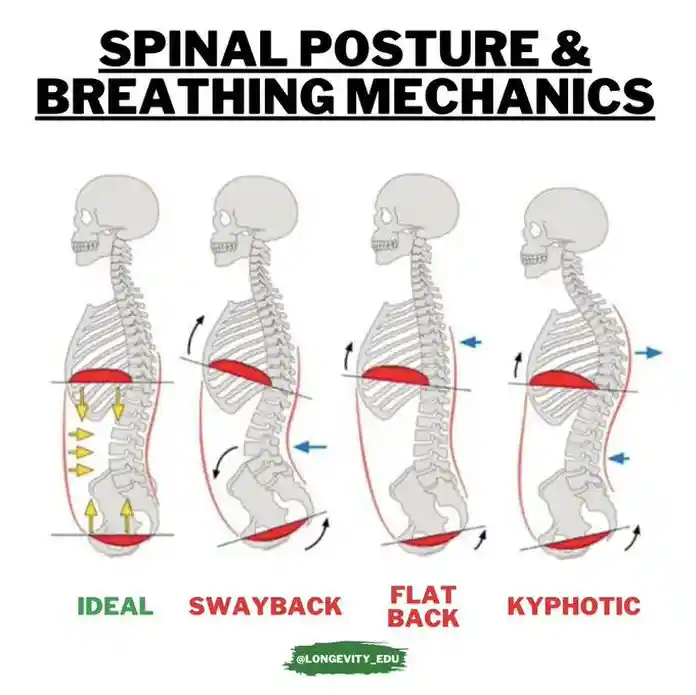 Κρατάτε πάντα την πλάτη σας ευθεία και όρθια με το στήθος σας έξω.