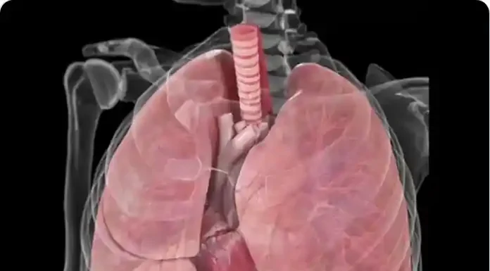 Οι πνεύμονές σας σας κρατούν ζωντανούς. Οι πνεύμονές σας σας κρατούν ζωντανούς. Αλλά δέχονται επίθεση κάθε μέρα. Η αερόβια άσκηση και η αποχή από το κάπνισμα δεν αρκούν για να τα προστατεύσουν. Εδώ είναι 9 σιωπηλοί δολοφόνοι που καταστρέφουν τους πνεύμονές σας αυτή τη στιγμή