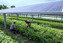 ΗΠΑ – Όχι άλλη επιδότηση σε ΑΠΕ που καταστρέφουν τη γεωργία: Προτεραιότητα στην αυτάρκεια ΗΠΑ – Όχι άλλη επιδότηση σε ΑΠΕ που καταστρέφουν τη γεωργία: Προτεραιότητα στην αυτάρκεια