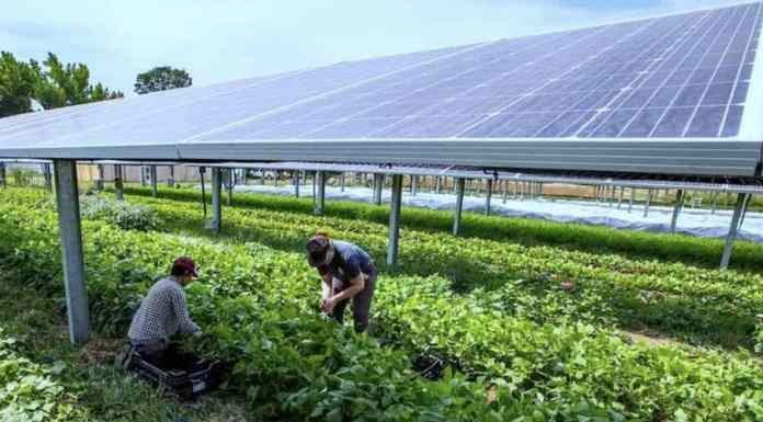 ΗΠΑ – Όχι άλλη επιδότηση σε ΑΠΕ που καταστρέφουν τη γεωργία: Προτεραιότητα στην αυτάρκεια ΗΠΑ – Όχι άλλη επιδότηση σε ΑΠΕ που καταστρέφουν τη γεωργία: Προτεραιότητα στην αυτάρκεια