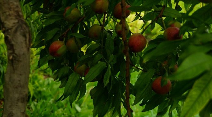 Δίχως πραγματογνώμονες να βεβαιώσουν καταστροφή δεν δίνονται αποζημιώσεις στους αγρότες