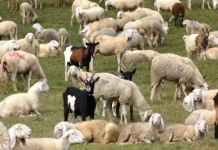 Εκτός ελέγχου η ευλογιά στα αιγοπρόβατα – 903 κρούσματα, 262.854 ζώα θανατωμένα σε 1.148 μονάδες Εκτός ελέγχου η ευλογιά στα αιγοπρόβατα – 903 κρούσματα, 262.854 ζώα θανατωμένα σε 1.148 μονάδες