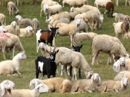 Εκτός ελέγχου η ευλογιά στα αιγοπρόβατα – 903 κρούσματα, 262.854 ζώα θανατωμένα σε 1.148 μονάδες