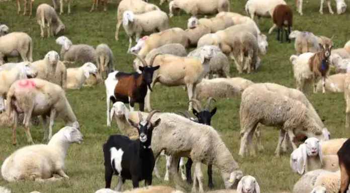 Εκτός ελέγχου η ευλογιά στα αιγοπρόβατα – 903 κρούσματα, 262.854 ζώα θανατωμένα σε 1.148 μονάδες Εκτός ελέγχου η ευλογιά στα αιγοπρόβατα – 903 κρούσματα, 262.854 ζώα θανατωμένα σε 1.148 μονάδες