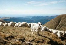 Φέρνουν με μεθοδεύσεις επισιτιστική κρίση & συνθετικό κρέας-Πάνω από 117,000 θανατώσεις αιγοπροβάτων μόνο στην Ανατολική Μακεδονία Θράκη Φέρνουν με μεθοδεύσεις επισιτιστική κρίση & συνθετικό κρέας-Πάνω από 117,000 θανατώσεις αιγοπροβάτων μόνο στην Ανατολική Μακεδονία Θράκη