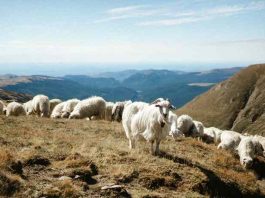 Φέρνουν με μεθοδεύσεις επισιτιστική κρίση & συνθετικό κρέας-Πάνω από 117,000 θανατώσεις αιγοπροβάτων μόνο στην Ανατολική Μακεδονία Θράκη Φέρνουν με μεθοδεύσεις επισιτιστική κρίση & συνθετικό κρέας-Πάνω από 117,000 θανατώσεις αιγοπροβάτων μόνο στην Ανατολική Μακεδονία Θράκη
