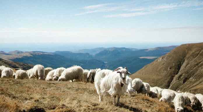 Φέρνουν με μεθοδεύσεις επισιτιστική κρίση & συνθετικό κρέας-Πάνω από 117,000 θανατώσεις αιγοπροβάτων μόνο στην Ανατολική Μακεδονία Θράκη Φέρνουν με μεθοδεύσεις επισιτιστική κρίση & συνθετικό κρέας-Πάνω από 117,000 θανατώσεις αιγοπροβάτων μόνο στην Ανατολική Μακεδονία Θράκη