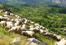 Αφανίζεται η κτηνοτροφία-200.000 πρόβατα χάθηκαν μέσα σε 12 μήνες! Αφανίζεται η κτηνοτροφία-200.000 πρόβατα χάθηκαν μέσα σε 12 μήνες!