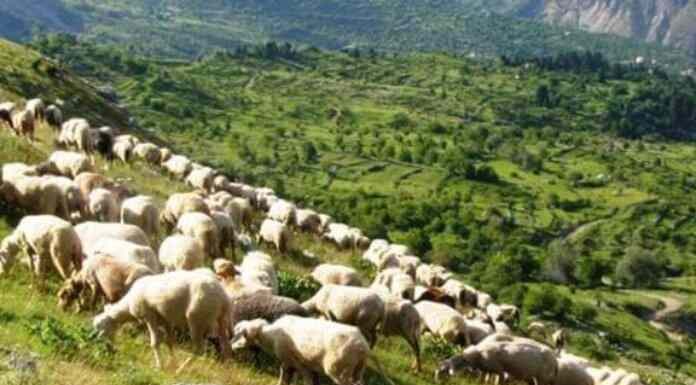 Αφανίζεται η κτηνοτροφία-200.000 πρόβατα χάθηκαν μέσα σε 12 μήνες! Αφανίζεται η κτηνοτροφία-200.000 πρόβατα χάθηκαν μέσα σε 12 μήνες!